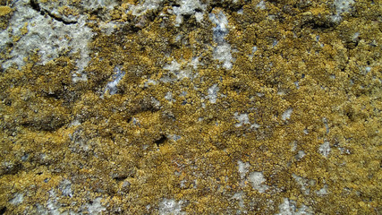 Yellow moss on old crack concrete slab