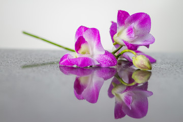 Fototapeta na wymiar purple and pink Orchid reflection on white background