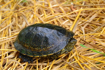 European marsh turtle Emys orbicularis