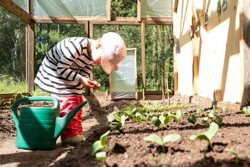 A little girl is watering vegetables sprouts from a green watering can. Young farmer works in a glass greenhouse. Summer in the country.