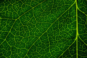 Background image of a leaf of a tree close up. A green leaf of a tree is a big magnification. Macro shooting.