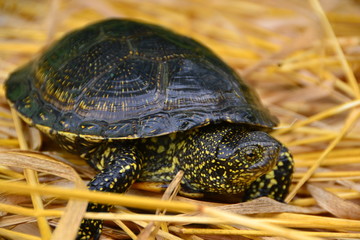 European marsh turtle Emys orbicularis