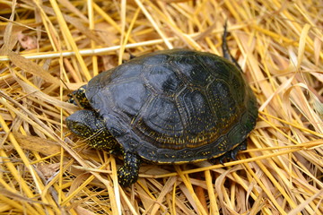 European marsh turtle Emys orbicularis