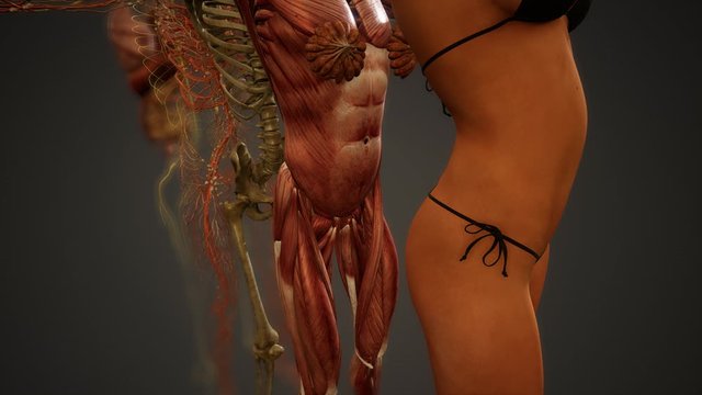 Animated 3D human anatomy illustration
