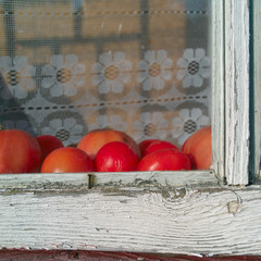 tomatoes getting ripe behind a window