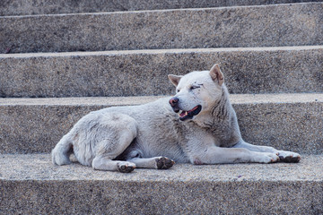 The gray haired dog was smiling on the stone steps.