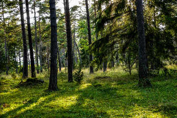 Fototapeta na wymiar Gotland, Sweden A beautiful forest by the Baltic Sea