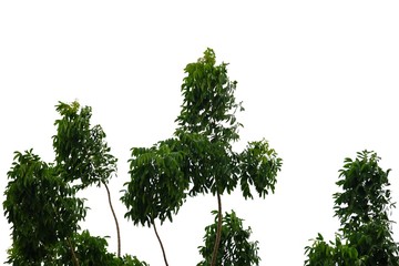 Tropical tree leaves with branches on white isolated background for green foliage backdrop 
