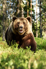 Brown bear approaching in forest