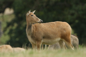 A magnificent female Milu Deer, also known as Pére David's, Elaphurus davidianus, feeding in a...