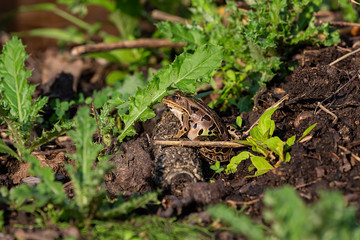 Northern Leopard Frog (Lithobates pipiens) on wildlife and conservation area