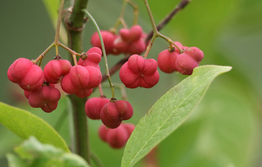 The fruits of a Spindle Tree, Euonymus europaea, growing in the wild.