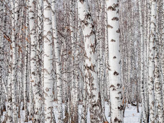 Fototapeta premium brzoza las zbliżenie. ściana pni brzozy. teksturalne tło dla układu. naturalny krajobraz zimą. śnieg i mróz