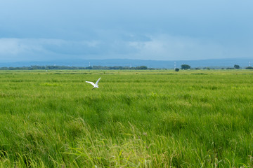 Beautiful view of the wetland in Palo Seco national park in Costa Rica