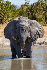 Majestic African Elephant drink water on waterhole in Savuti Chobe National Park, Botswana safari wildlife