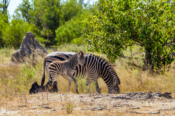 Fototapeta na wymiar cute calf of zebra with mother in african bush. Moremi game reserve, Botswana, Africa safari wildlife