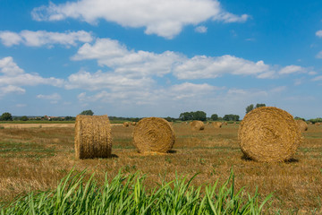 Typical landscape of the Emporda in Catalonia, Spain.