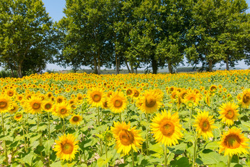 Sunflower plantation on a nice summer day