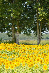 Sunflower plantation on a nice summer day