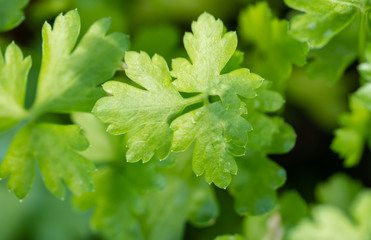 Fresh green parsley Petroselinum crispum leaves background image