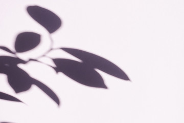 Tree leaves shadow on wall background, Abstract Background Cement Wall Shadow Light Concept, shadow effects