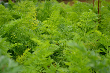 Carrot tops close-up. The green background of the garden with leaves.