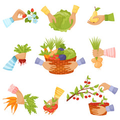 Set of different vegetables and fruits in the hands. Vector illustration on a white background.