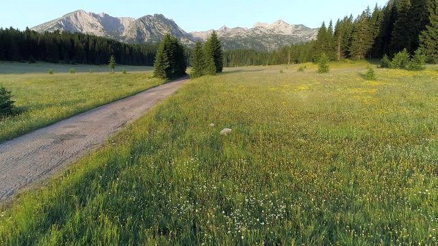 Flying quickly over meadow, green grass and evergreen forest in Durmitor National Park, Montenegro during sunset. Mountains in background. Aerial shot, 4K
