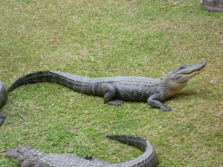 Crocodile on grass