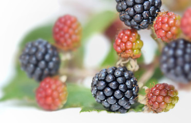 close on wild blackberry growing on a branch