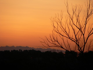 Obraz premium Dead Tree at Sunset