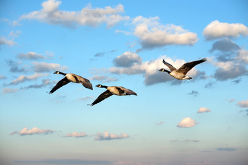 Flock of Canada Geese Flying in the clouds near sunset