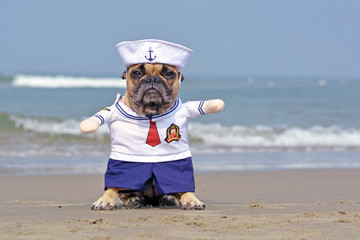 Funny French Bulldog dressed up with a cute sailor dog Halloween costume on beach with ocean in...