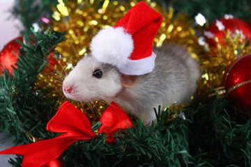 Cute gray domestic rat in hat in a New Year's decor. Symbol of the year 2020 is a rat. Santa's sleigh