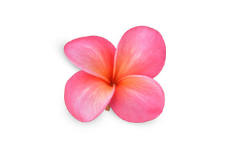 Single pink frangipani flower isolated white.