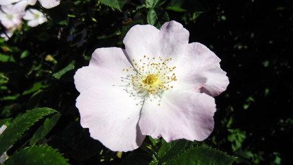 Big beautiful flower in the green bush