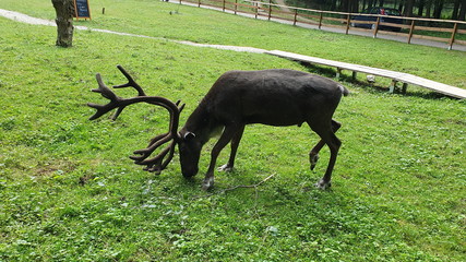 Natur (Germany)