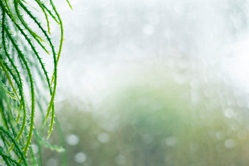 Summer and Spring Concept. Out of focus closeup of green leaf on blurred background with natural bokeh and copy space for text. Ecology, fresh of plenty nature concept.