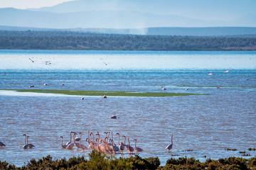 Greater Flamingos in Lagoon Fuente de Piedra, Andalusia, Spain