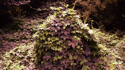 Abstract colorful forest background