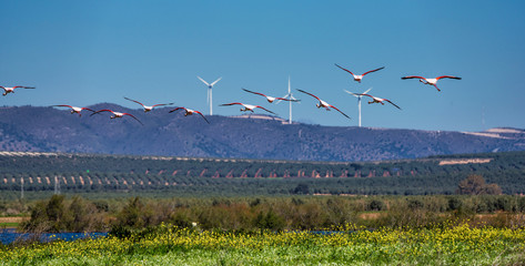 Greater Flamingos in wetlands of Campillos lagoons in Malaga. Spain.