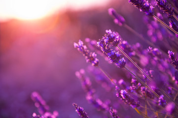 Fototapeta na wymiar Lavender flowers at sunset in Provence, France. Macro image, shallow depth of field. Beautiful floral background