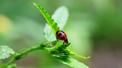 Beetle. Ladybug.