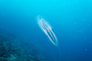 Ctenophora from Telašćica Nature Park