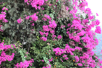 Obraz premium flowers in fields and parks