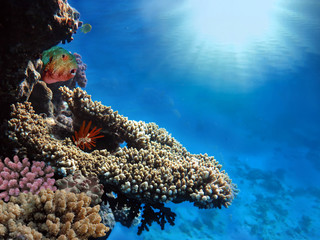 Tropical reef. Red Sea. Egypt © vlad61_61