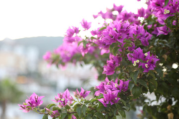  flowers in fields and parks