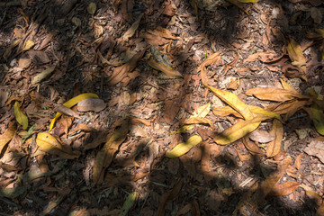 Background of autumn leaves