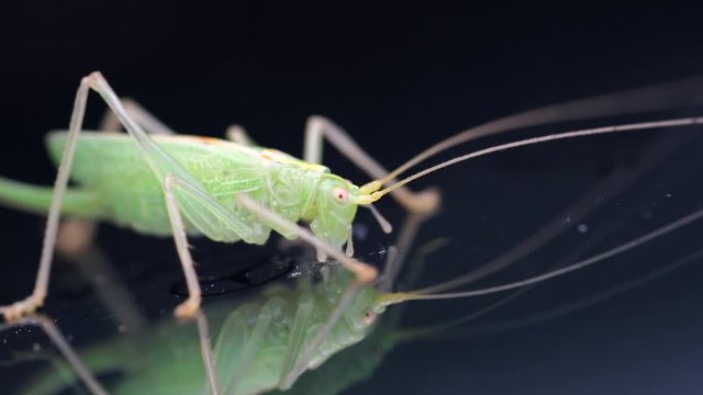 a green grasshopper is on a windshield and eats the remains of insects