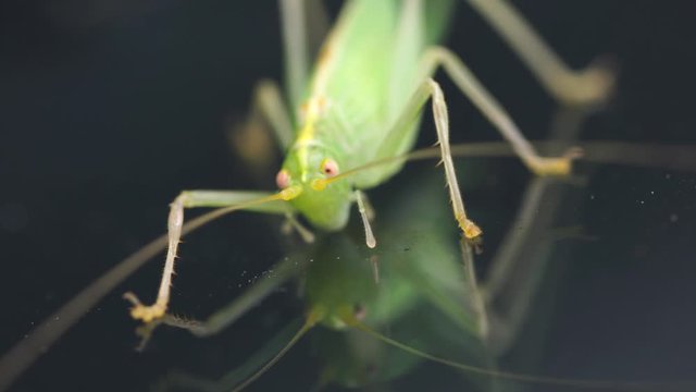 a green grasshopper is on a windshield and eats the remains of insects